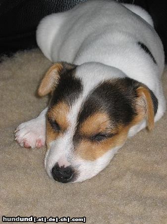 Parson-Russell-Terrier Hunde Foto 8369 Parson-Russell-Terrier Unsere