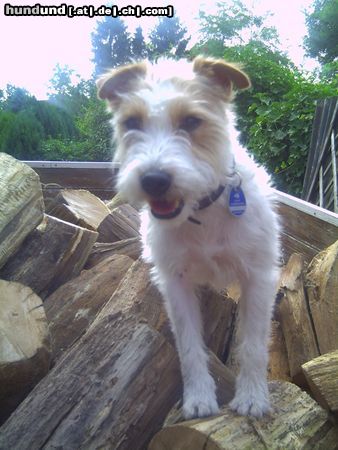 Parson-Russell-Terrier Hunde Foto 26242 Parson-Russell-Terrier ich bin die größte