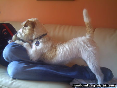 Parson-Russell-Terrier Hunde Foto 26241 in höherer Auflösung ansehen Parson-Russell-Terrier Spiel mit mir....