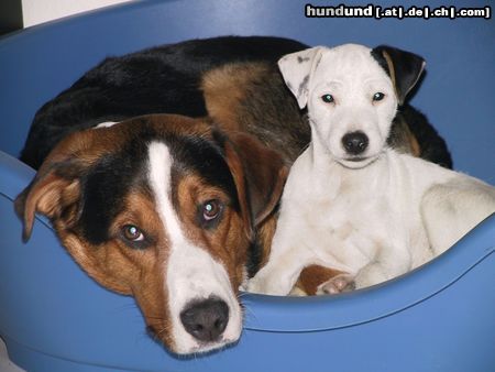 Parson-Russell-Terrier Hunde Foto 3747 Parson-Russell-Terrier Stella, mit Mitbewohner Arko