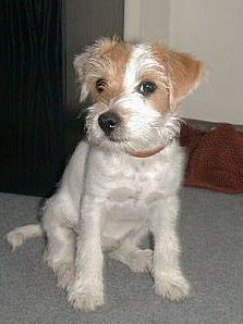 Parson-Russell-Terrier Hunde Foto 13 Parson-Russell-Terrier