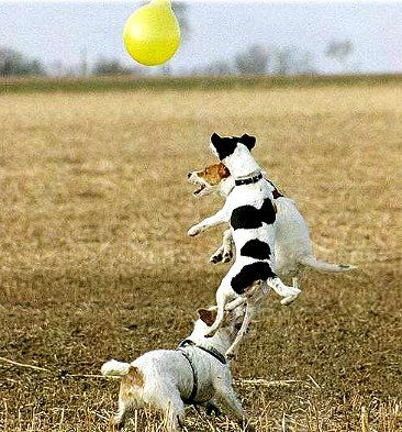 Parson-Russell-Terrier Lufthoheit an die Girls