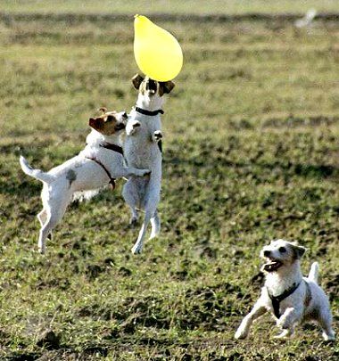 Parson-Russell-Terrier Hunde Foto 2605 Parson-Russell-Terrier Lufthoheit an die Girls