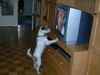 Parson-Russell-Terrier Hund