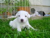 Parson-Russell-Terrier Foto: Obelix - Claremorris White Spirit (ID 32496) Parson-Russell-Terrier Hund