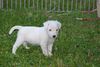 Parson-Russell-Terrier Foto: Obelix - Claremorris White Spirit (ID 32497) Parson-Russell-Terrier Hund