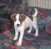 Parson-Russell-Terrier Hund