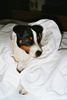 Parson-Russell-Terrier Foto: Am schönsten ist´s im Bett (ID 6676) Parson-Russell-Terrier Hund