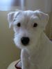 Parson-Russell-Terrier Hund