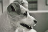 Parson-Russell-Terrier Foto: Mascha (ID 32135) Parson-Russell-Terrier Hund