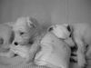 Parson-Russell-Terrier Foto: Idefix + Obelix (ID 40880) Parson-Russell-Terrier Hund