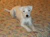 Parson-Russell-Terrier Hund