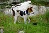 Parson-Russell-Terrier Foto: Joey auf Entdeckungsreise (ID 14594) Parson-Russell-Terrier Hund