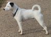 Parson-Russell-Terrier Hund
