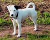 Parson-Russell-Terrier Foto: Highfast Stella (ID 6651) Parson-Russell-Terrier Hund
