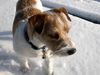 Parson-Russell-Terrier Foto: Elvis im Schnee (ID 9387) Parson-Russell-Terrier Hund