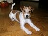 Parson-Russell-Terrier Foto: Elvis (ID 9388) Parson-Russell-Terrier Hund