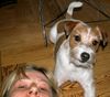 Parson-Russell-Terrier Foto: Elvis und Frauchen alleine zu Hause (ID 9389) Parson-Russell-Terrier Hund