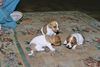 Parson-Russell-Terrier Foto: (Fast) die ganze Meute (ID 16795) Parson-Russell-Terrier Hund