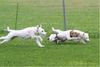 Parson-Russell-Terrier Foto: Idefix - Dynamit von der Deutschbauerhube (ID 32499) Parson-Russell-Terrier Hund