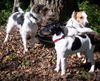 Parson-Russell-Terrier Hund