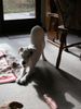 Parson-Russell-Terrier Hund