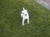 Parson-Russell-Terrier Foto: Kann man diesem Blick noch widerstehen ? (ID 26161) Parson-Russell-Terrier Hund