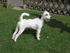 Parson-Russell-Terrier Hund