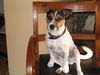 Parson-Russell-Terrier Foto: Unser Schlitzohr Django (ID 6215) Parson-Russell-Terrier Hund