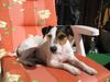 Parson-Russell-Terrier Hund