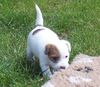 Parson-Russell-Terrier Hund