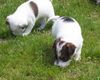 Parson-Russell-Terrier Hund