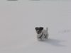 Parson-Russell-Terrier Hund