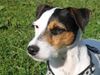 Parson-Russell-Terrier Hund