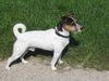 Parson-Russell-Terrier Foto: Unser Django 2 Jahre jung (ID 14930) Parson-Russell-Terrier Hund
