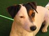 Parson-Russell-Terrier Hund