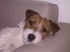 Parson-Russell-Terrier Foto: Jack Attack's Nova (ID 3735) Parson-Russell-Terrier Hund