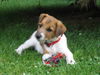 Parson-Russell-Terrier Foto (ID 33530) Parson-Russell-Terrier Hund