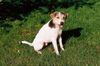 Parson-Russell-Terrier Hund