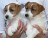Parson-Russell-Terrier Foto: Parson Russell Terrier Welpen (ID 28493) Parson-Russell-Terrier Hund