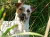 Parson-Russell-Terrier Foto: FIRE N ICE OF SWEET SURPRISE (ID 28492) Parson-Russell-Terrier Hund
