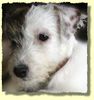 Parson-Russell-Terrier Foto: The Roadrunners Kissing Kylie (ID 8418) Parson-Russell-Terrier Hund