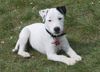 Parson-Russell-Terrier Foto: Highfast Stella, hier 6 1/2 Monate alt (ID 3741) Parson-Russell-Terrier Hund