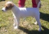 Parson-Russell-Terrier Hund
