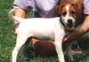 Parson-Russell-Terrier Hund