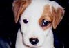 Parson-Russell-Terrier Foto (ID 321) Parson-Russell-Terrier Hund
