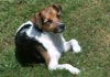 Parson-Russell-Terrier Foto: Amy vom Rassel-Team (ID 323) Parson-Russell-Terrier Hund