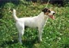 Parson-Russell-Terrier Foto: Rednock Myown True Pal (ID 325) Parson-Russell-Terrier Hund