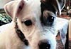 Parson-Russell-Terrier Foto: Sparkling Guy's (ID 327) Parson-Russell-Terrier Hund