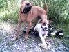 Parson-Russell-Terrier Hund